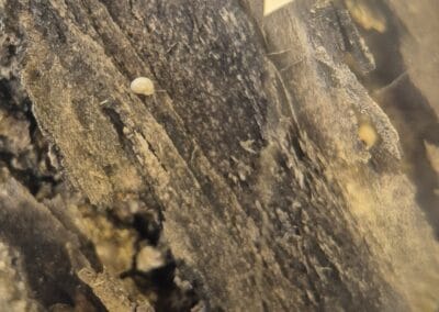 Snail hatchling
