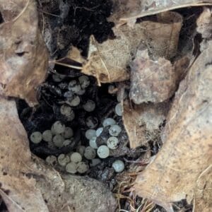 Snail eggs