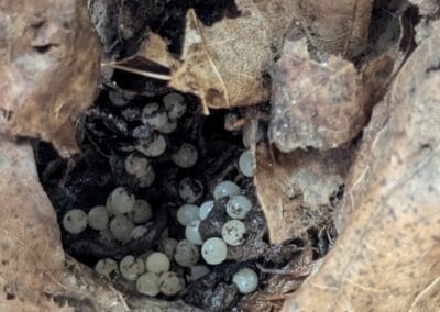 Snail eggs